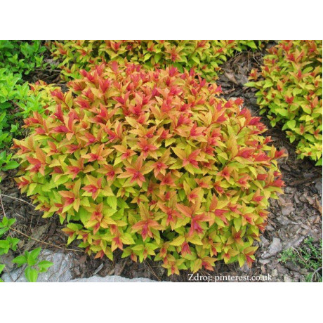 Goldflame spiraea japonica tavoľník C2L/ 25-30