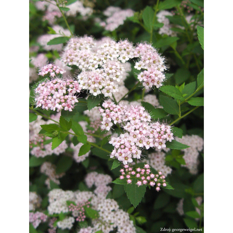 Little Princess spiraea japonica tavoľník C1.5L/ 15-20