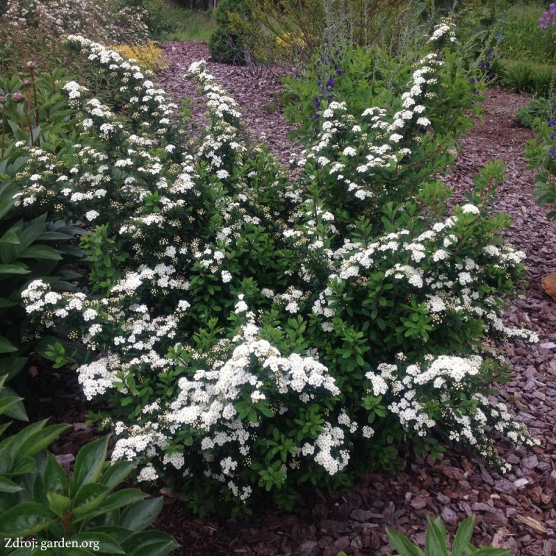 Snowmound spiraea nipponica tavoľník C3L/ 40-50