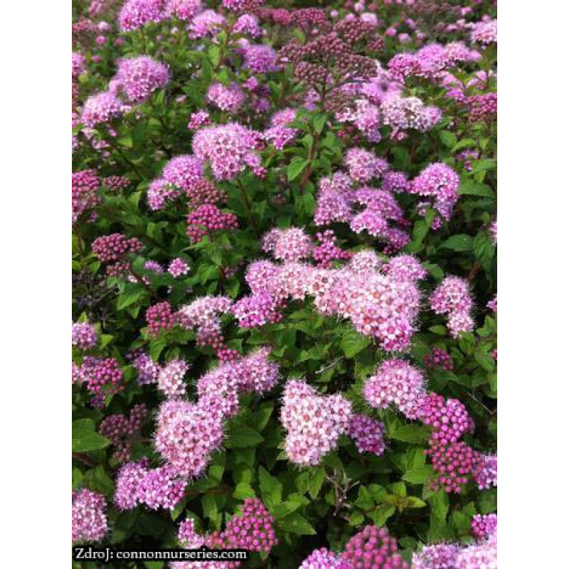 Nana spiraea japonica tavoľník C1.5L