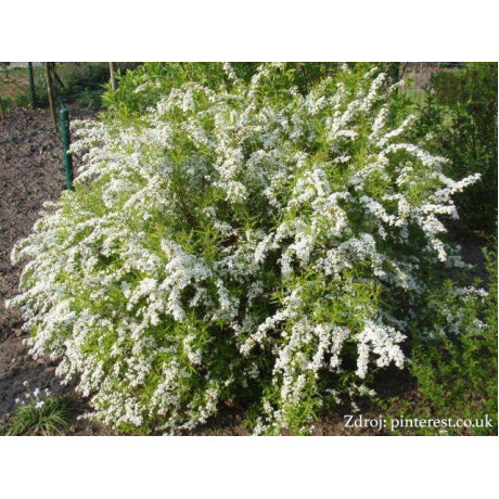 Spiraea thunbergii tavoľník C2L/ 40-50