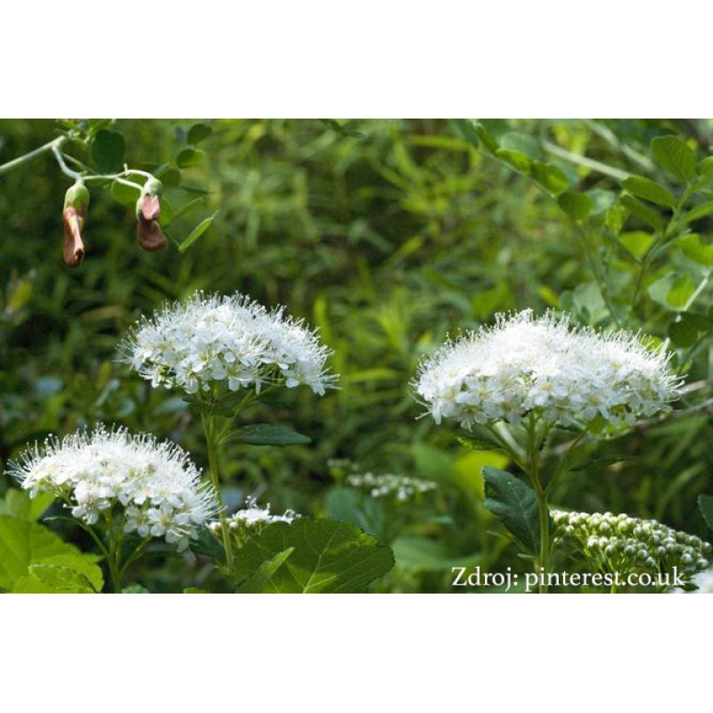 Var. aemiliana Spiraea betulifolia tavoľník C2L/ 20-25