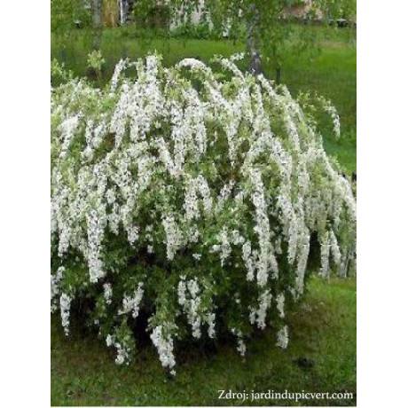 Grefsheim Spiraea cinerea tavoľník C3L/ 40-50