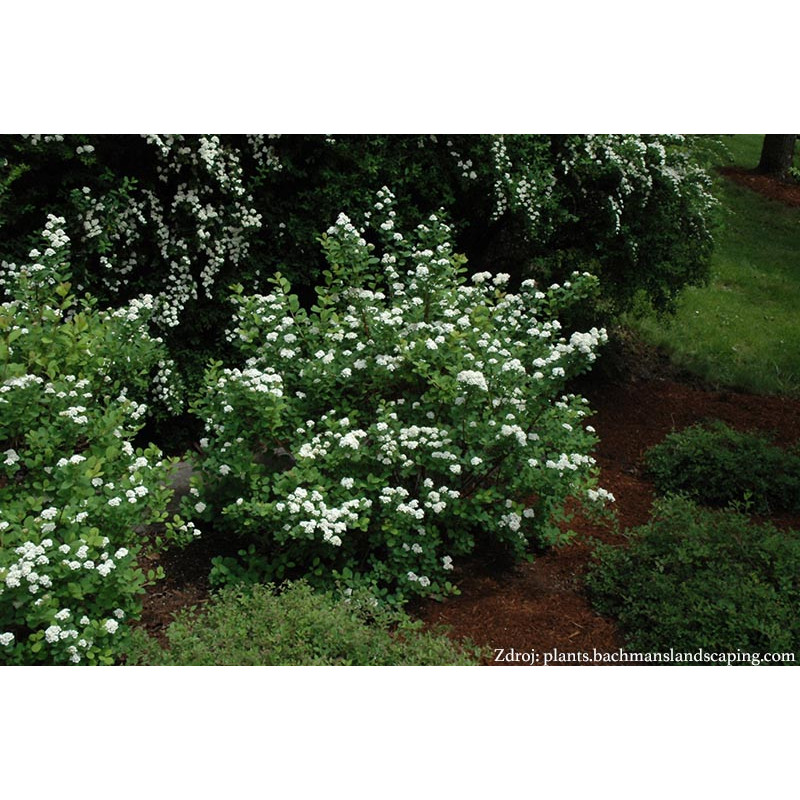 Tor Spiraea betulifolia tavoľník C2L/ 25-30