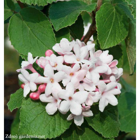 Aurora viburnum carlesii kalina C5L/ 30-40