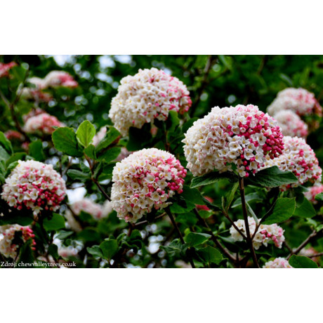 Viburnum carlesii kalina C5L/ 40-50