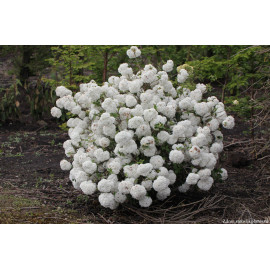 Eskimo viburnum davidii kalina kmienik 120cm konta..