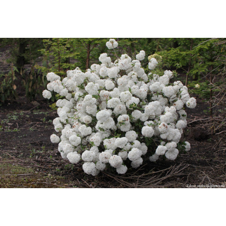 Eskimo viburnum davidii kalina kmienik 120cm kontajner C5L