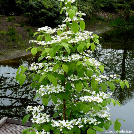 Kilimandjaro / JWW-1'PBR viburnum plicatum kalina C3L