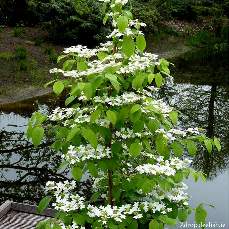 Kilimandjaro / JWW-1'PBR viburnum plicatum kalina C3L