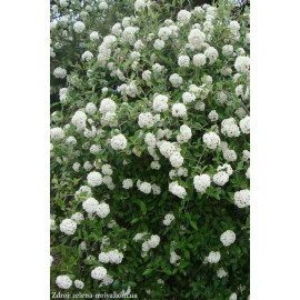 Anne Russell viburnum burkwoodi kalina C5L/ 40-50