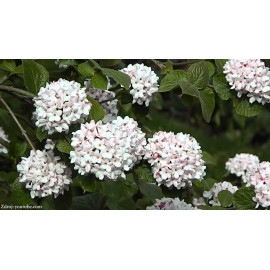 Viburnum carlcephalum kalina C4L/ 50-60