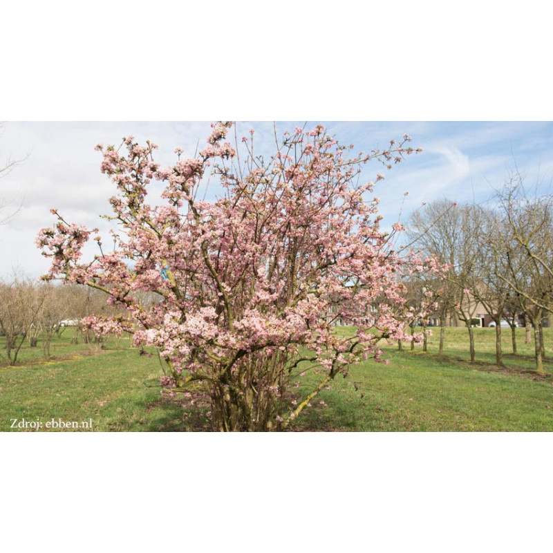 Charles Lamont viburnum bodnantense kalina C4L/ 50-60