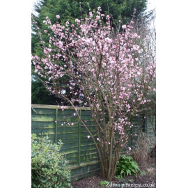 Dawn viburnum bodnantense kalina v bale 100-125cm