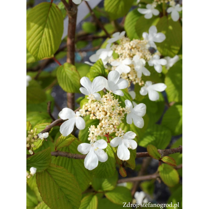 St. Keverne viburnum plicatum kalina C5L/ 40-50