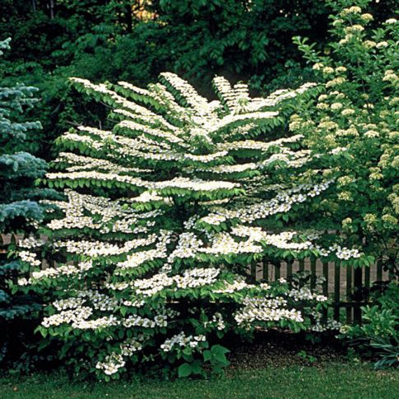 Mariesii viburnum plicatum kalina C5L/ 40-50