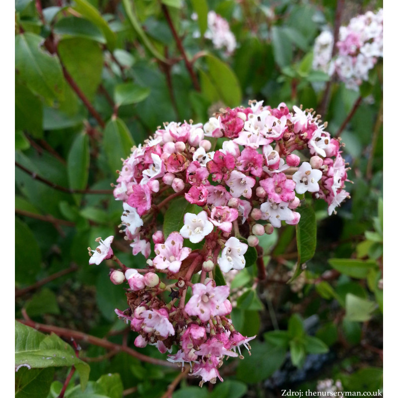 Eve Price viburnum tinus kalina C3L/ 20-25