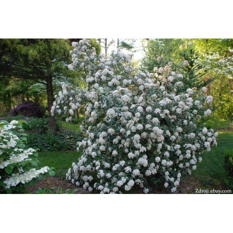 Pragense viburnum plicatum kalina C4L/ 40-50