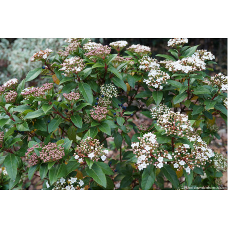 Viburnum tinus kalina C2L/ 25-30