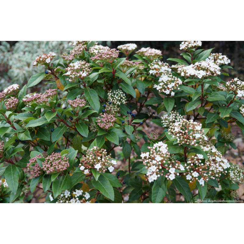 Viburnum tinus kalina C2L/ 25-30