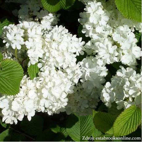Roseum viburnum opulus kalina obyčajná C3L/ 50-60