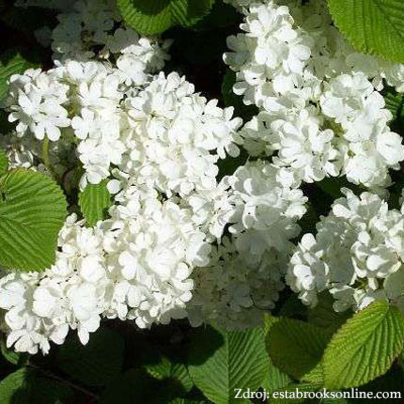 Roseum viburnum opulus kalina obyčajná C3L/ 50-60