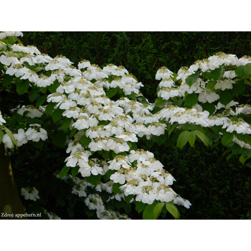 Watanabe viburnum plicatum kalina C3L/ 25-30