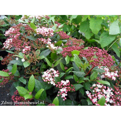 Gwenllian viburnum tinus kalina C3L / 30-40