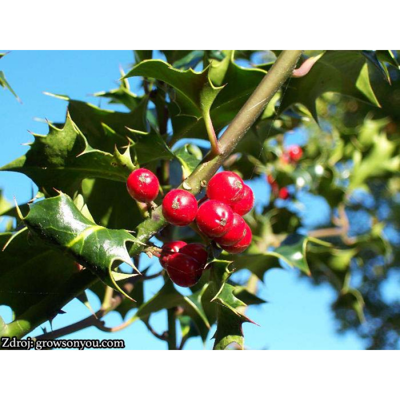 Atlas ilex aquifolium cezmína C5L/ 50-60