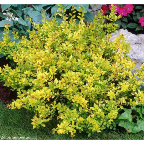 Golden Gem Ilex crenata cezmína C2L/ 20-25