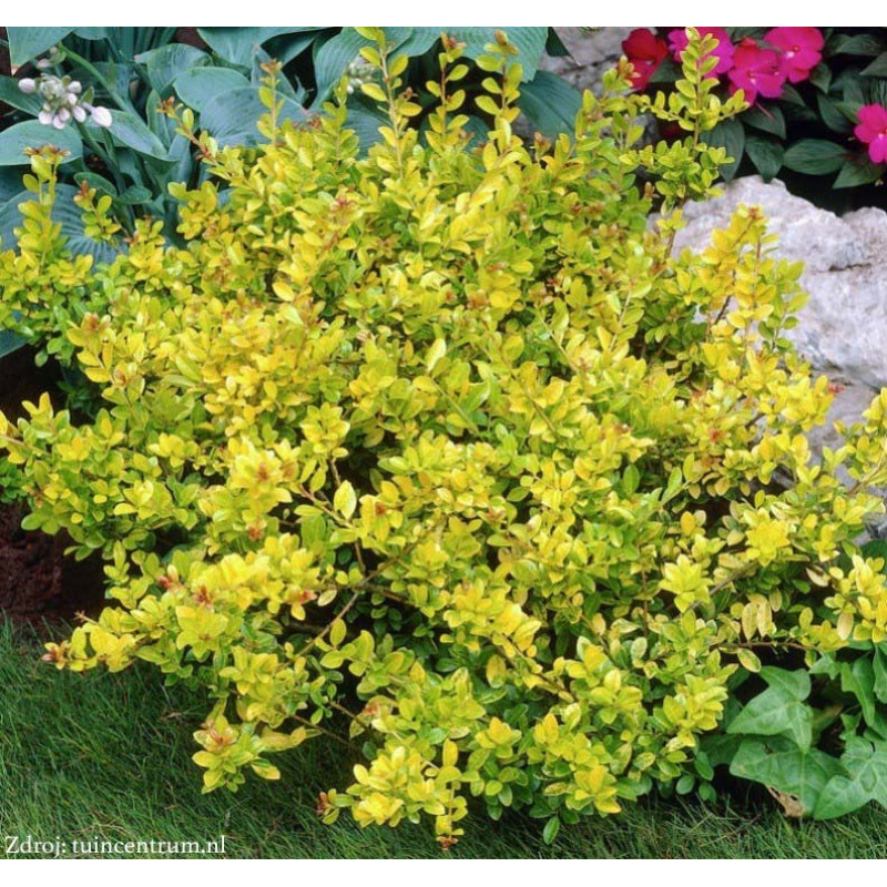 Golden Gem Ilex crenata cezmína C2L/ 20-25