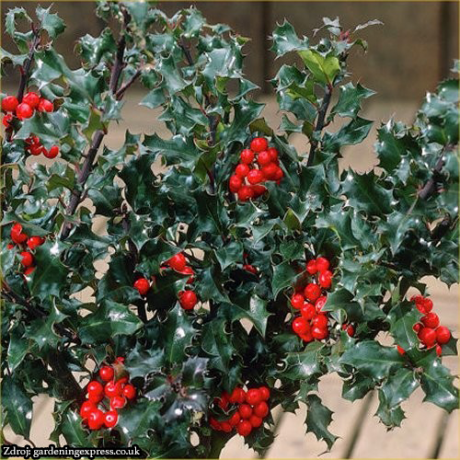 Blue Princess ilex meserveae cezmína v bale 40-60 cm