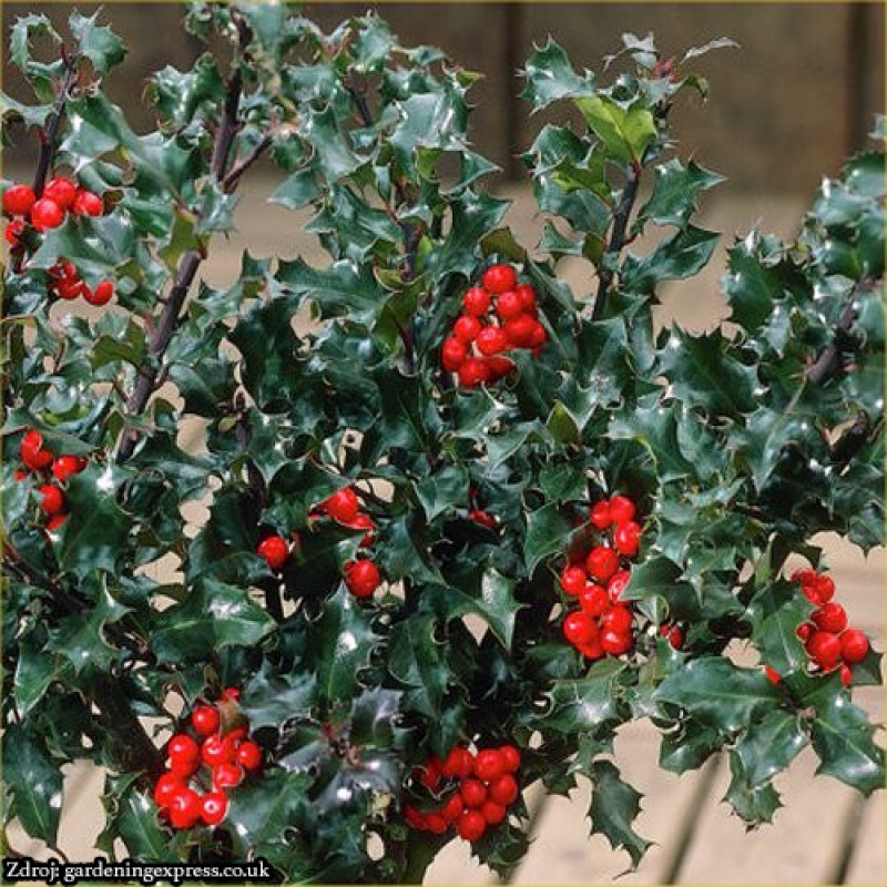 Blue Angel ilex meserveae cezmína C3L/ 30-40