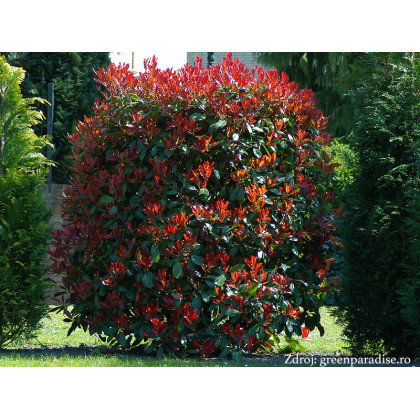 Red Robin Photinia červienka ker 80-100cm/C5L