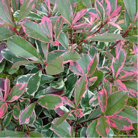 Pink Marble / Cassini Photinia Fraseri Červienka ker C3L/ 30-35