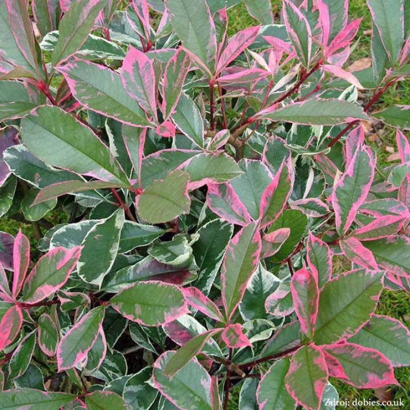 Pink Marble / Cassini Photinia Fraseri Červienka ker C3L/ 30-35