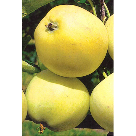 Oliwka Žltá jabloň rezistentná jesenná žltá prostokorenná M26