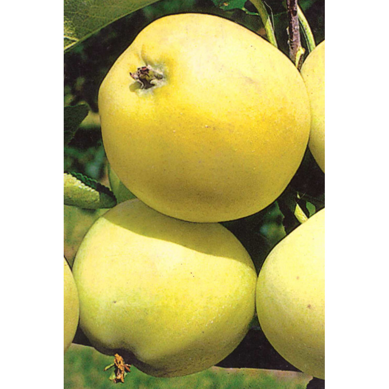 Oliwka Žltá jabloň rezistentná jesenná žltá prostokorenná M26