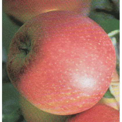 Pinova jabloň zimná 3-ročná kontajner C10 podpník M26