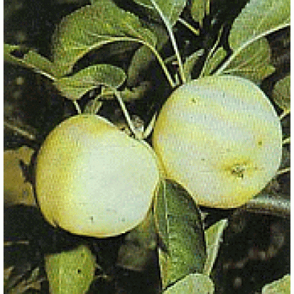 Priesvitná letná jabloň žltá sklenka