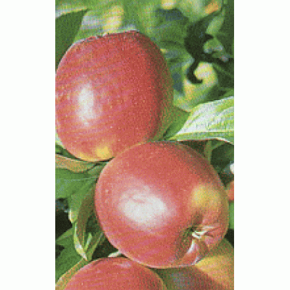 Prima jabloň  jesenná  tmavočervená prostokorenná