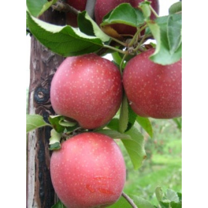 Red Jonaprince jabloň zimná prostokorenná M9