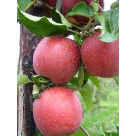 Red Jonaprince jabloň zimná prostokorenná podpník M9