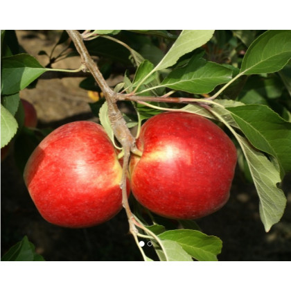Reglindis jabloň jesenná rezistentná 2ročná podpník M26 prostokorenná