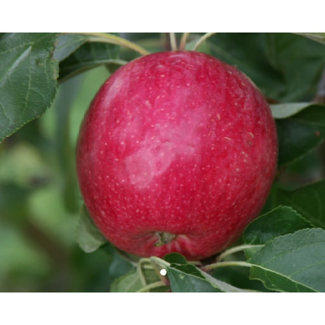 Resi jabloň jesenná rezistentná 3-ročná kontajner C10 podpník M26