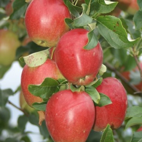 Ladina jabloň jesenná rezistentná C10L/podpník M26