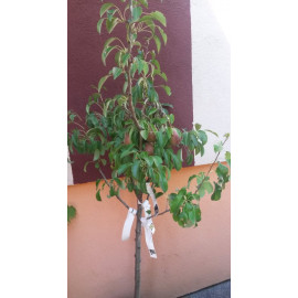 Rodinný strom hruška kontajnerovaná 4-5 odrôd podp..