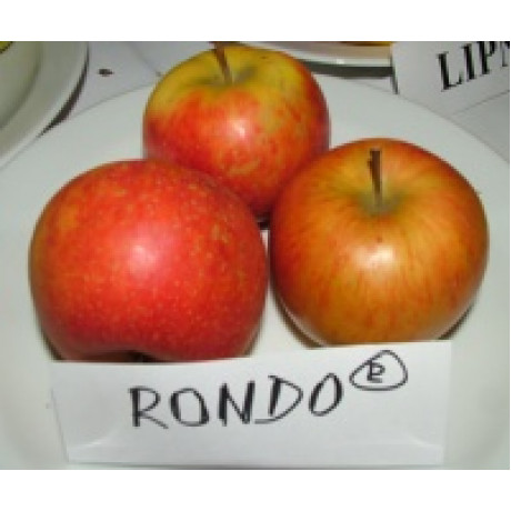 Rondo stĺpová jabloň jesenná kontajner C7,5 podpník M7