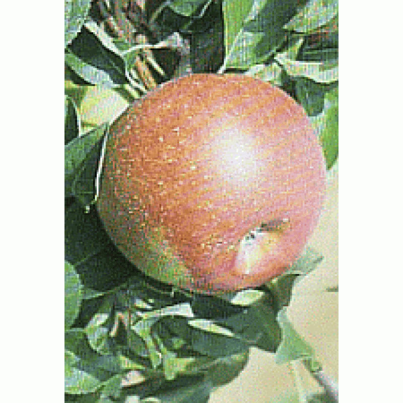 Rosana zimná jabloň červená prostokorenná s podpníkom M26