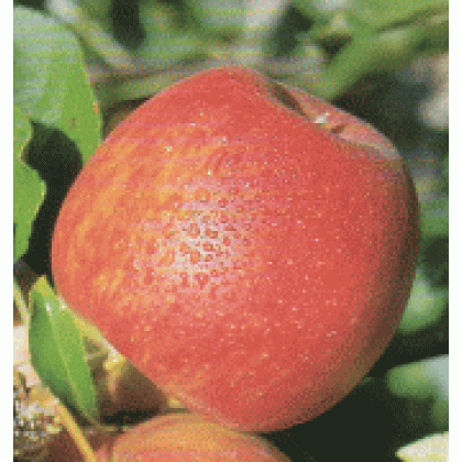 Rubín  jabloň zimná červená prostokorenná